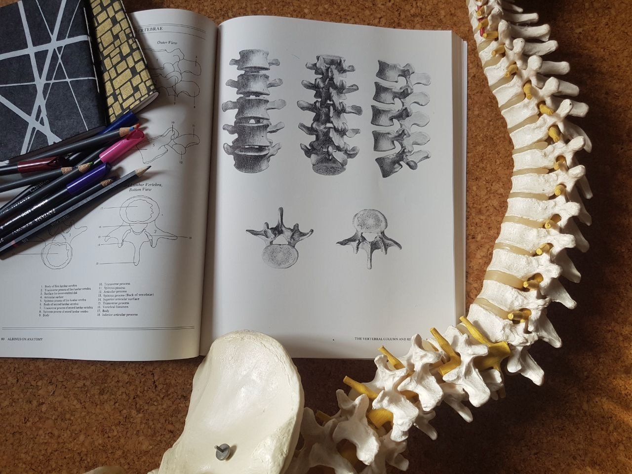 anatomy_1